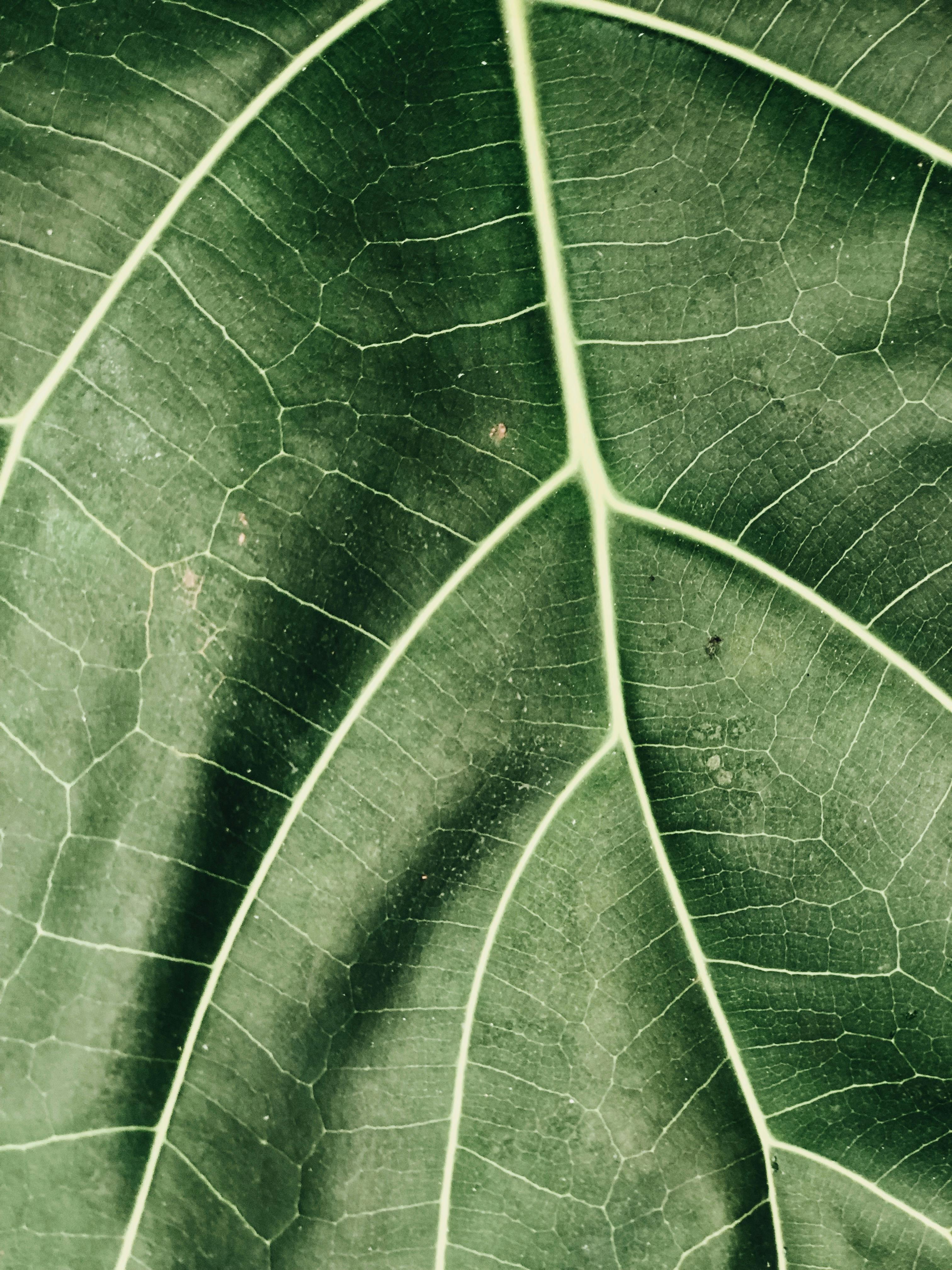 Aline Plançon — Fondatrice FMEDS